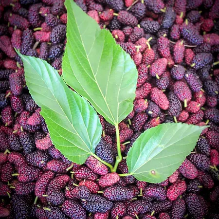 Bed & Bike Casa Dei Papi ポルトフェッラーイオ