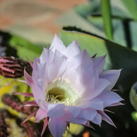 Bed & Bike Casa Dei Papi * بورتوفيرّايو