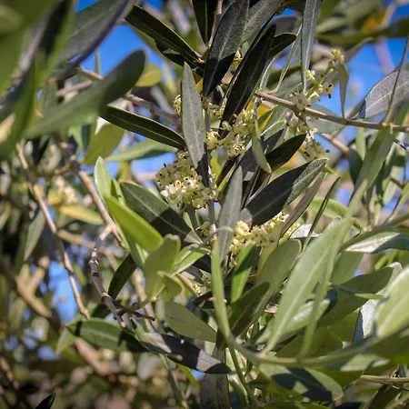 Διαμέρισμα Bed & Bike Casa Dei Papi Portoferraio